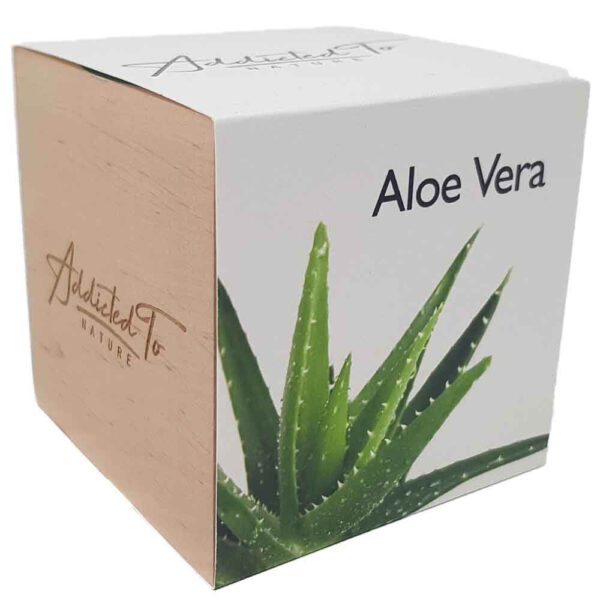 planting-aloe-vera-with-easy-manual