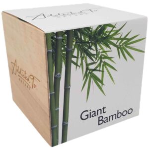 plant-in-a-wooden-cube-giant-bamboo