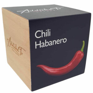 planting-chili-habanero-with-easy-instructions