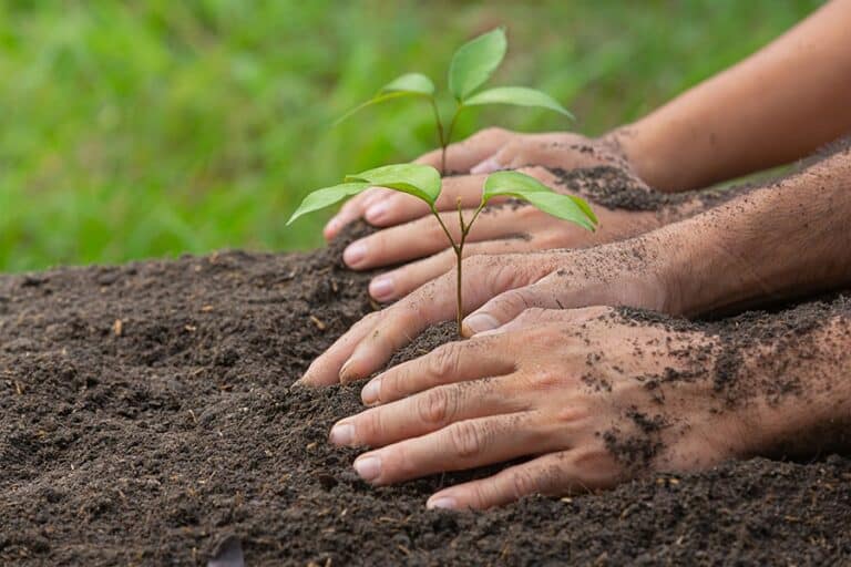 Piantare alberi esotici