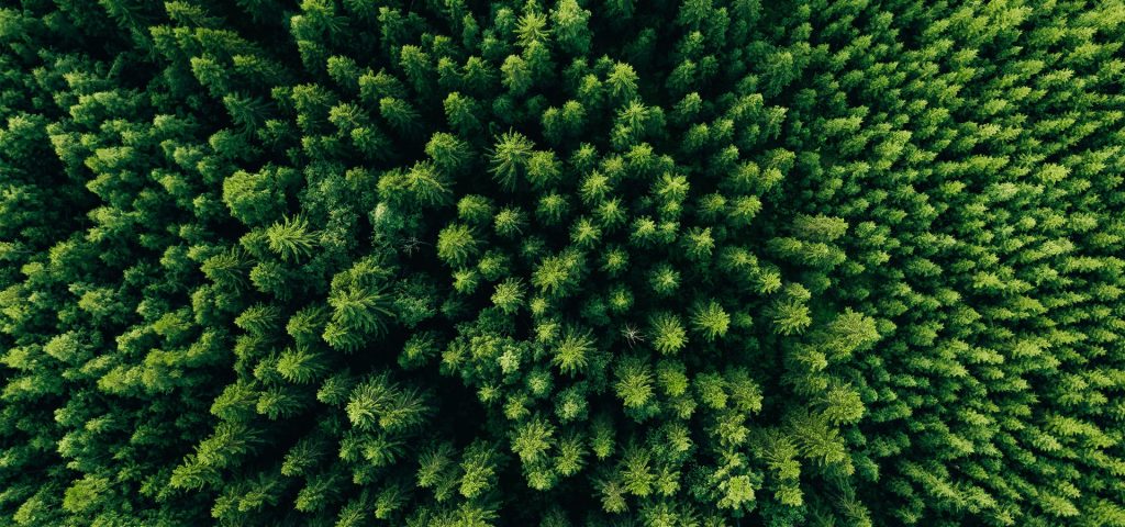 Foresta di conifere vista dall'alto