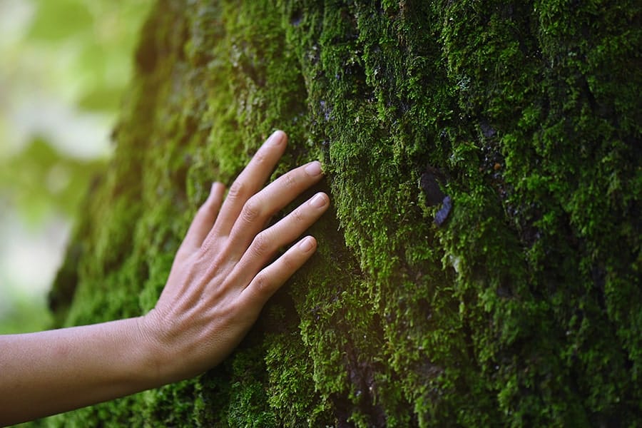 Mano appoggiata su un tronco d'albero coperto di muschio